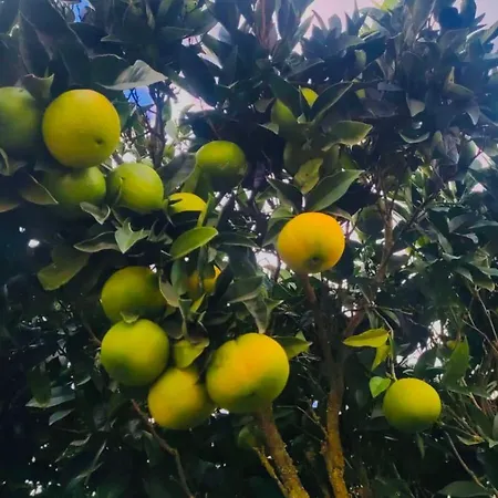 Rural La Casa ベッド・アンド・ブレックファスト サン・クリストバル・デ・ラ・ラグーナ