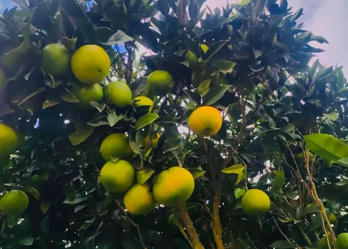 Rural La Casa Bed & Breakfast La Laguna (Tenerife)